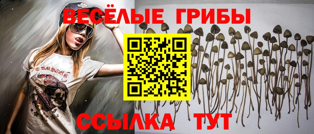 Мичуринск  Псилоцибиновые грибы Magic Shrooms  Вход с VPN  Псилоцибиновые грибы прущие грибы 